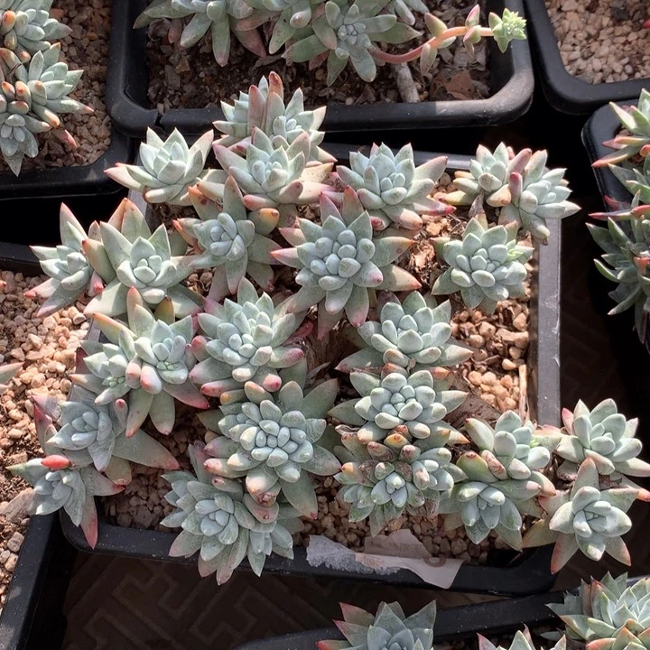 白姆，多肉植物啦啦啦啦啦