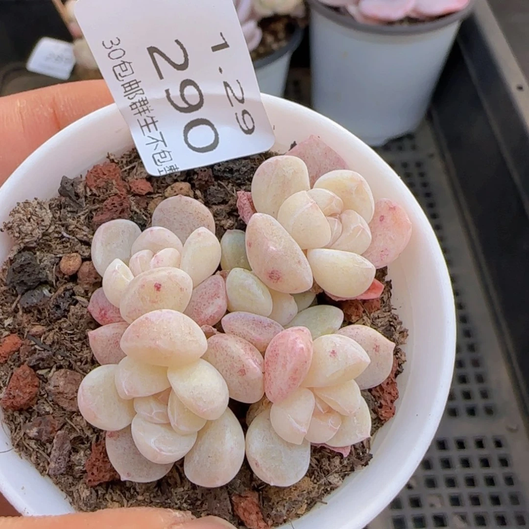 小脸冰玉一颗脱土发货