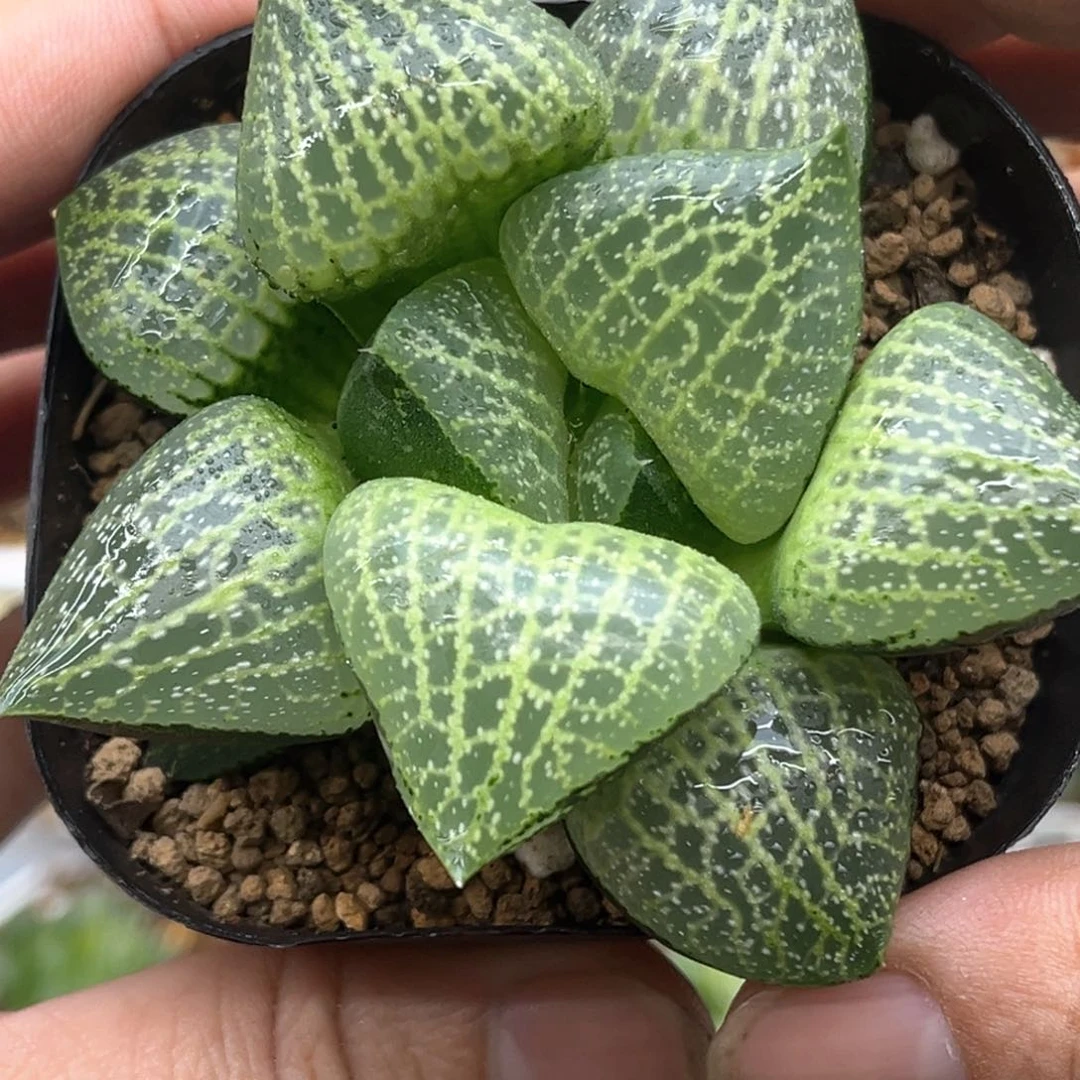 380白金康平发发发发发发