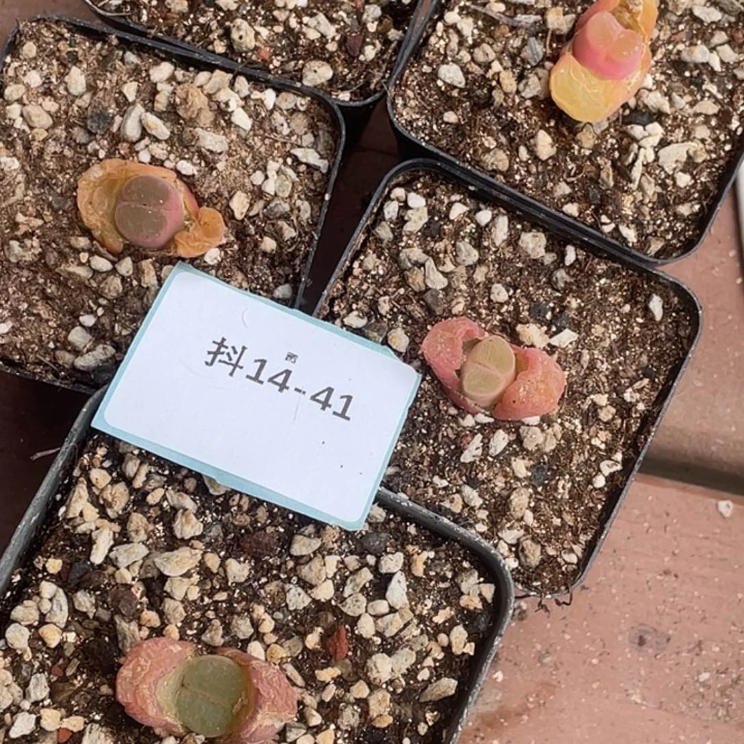 姬**君14-41肉锥多肉植物