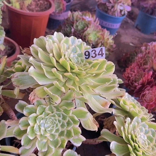 用****多肉植物一个法师