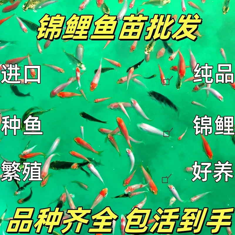 纯种锦鲤水花鱼苗好养鱼花苗水花活鱼观赏鱼小鱼好养金鱼草金易活
