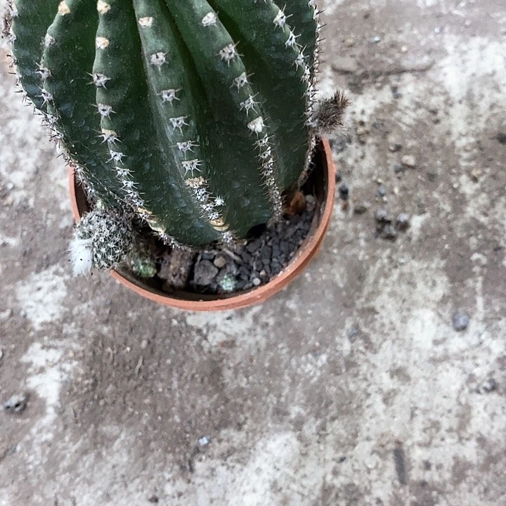 粉金刚，高6公分左右