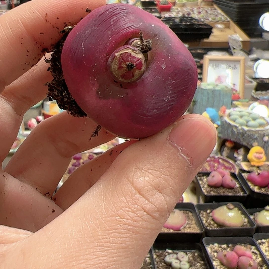 【闪购商品】40 红蟠桃