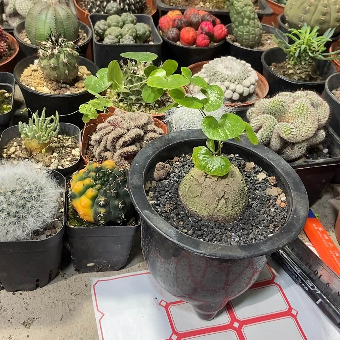 龟甲龙一物一拍，