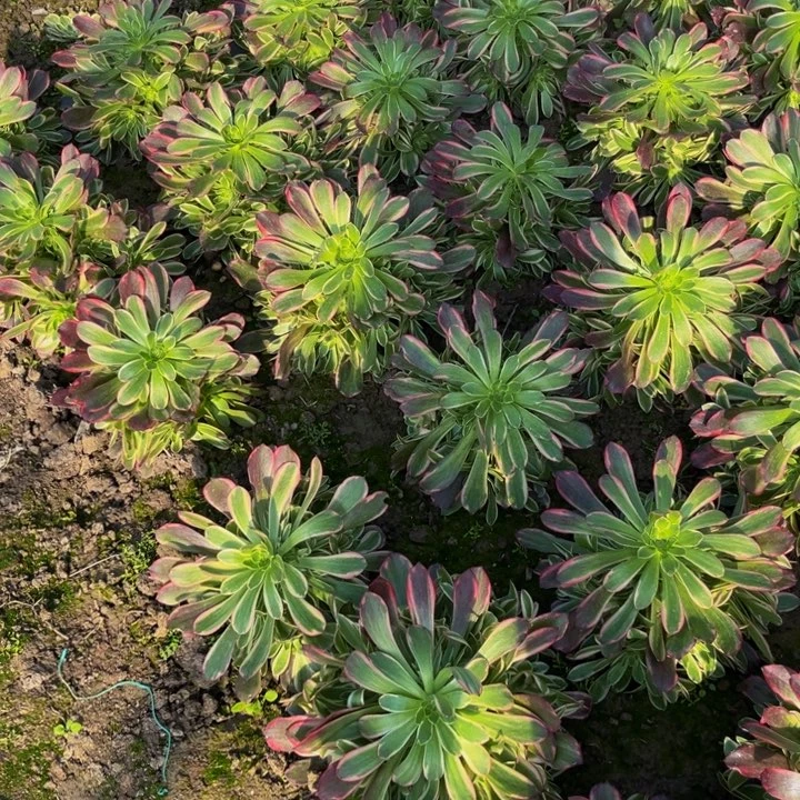 金丝雀多肉植物捧花地载
