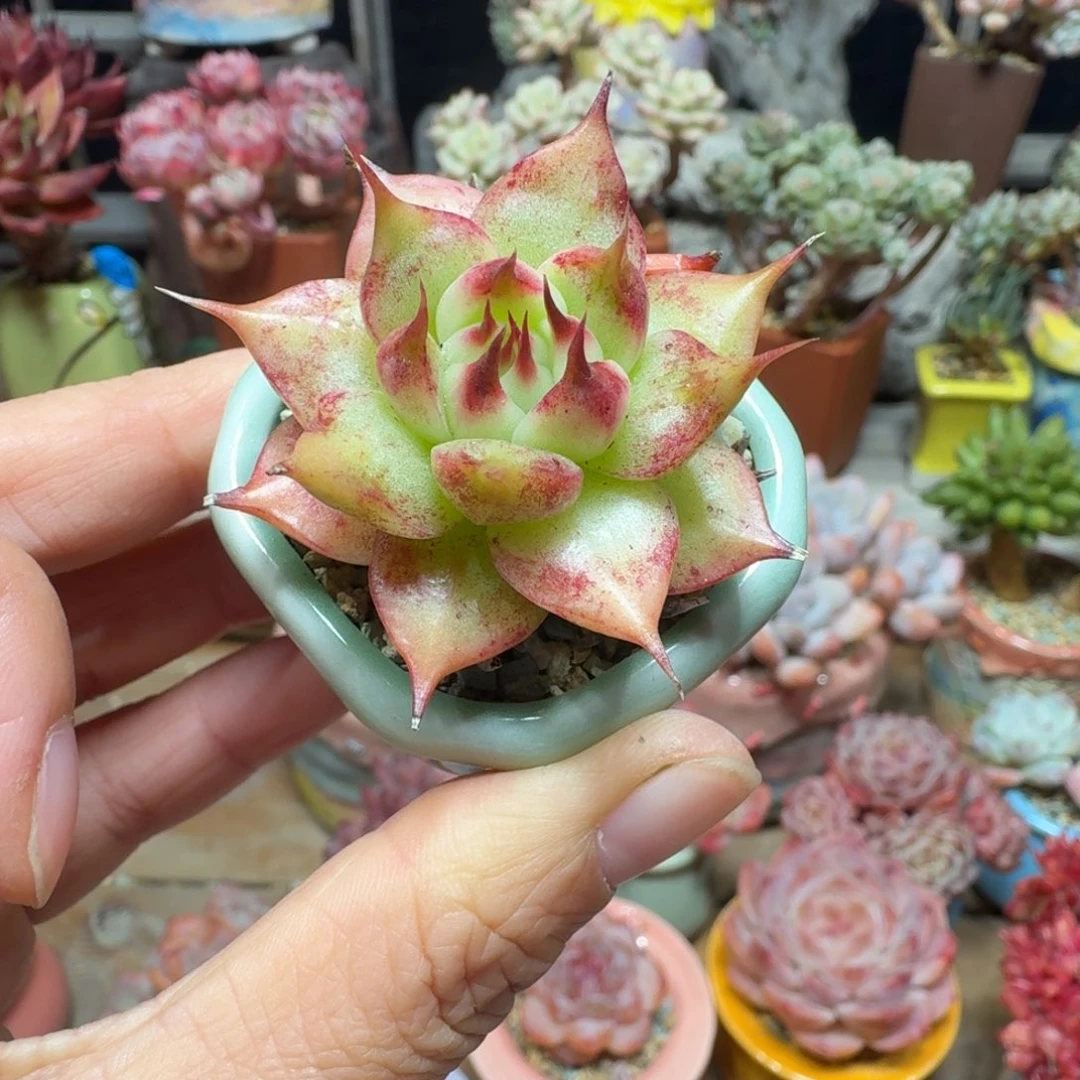 托斯卡 多肉含盆土 一物一拍