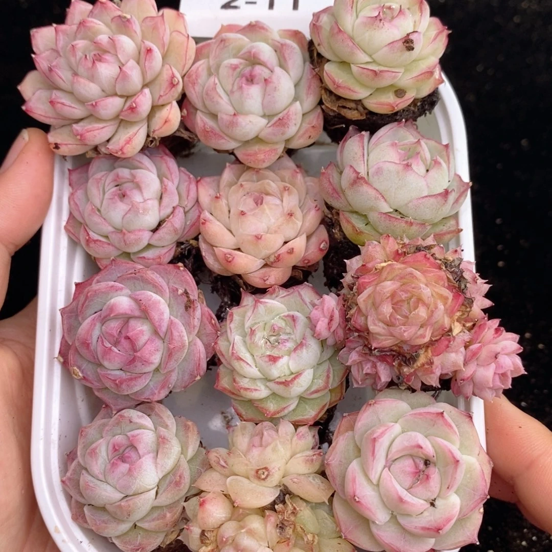 2-11  除新疆西藏内蒙一单包邮 尺寸 2到3厘米