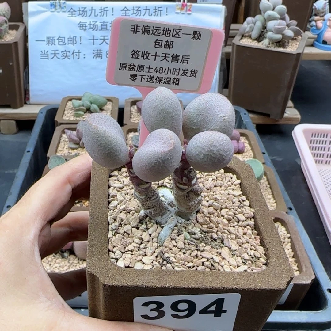 394甜心多肉植物