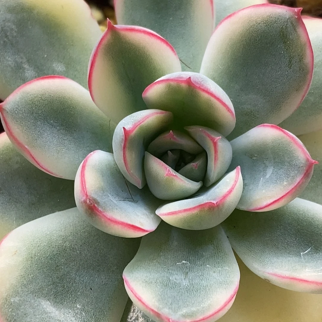 荷花锦一物一拍，