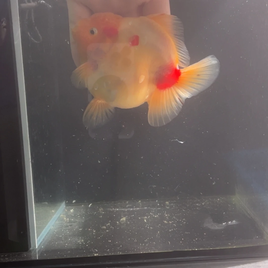 金鱼5555666544233698777