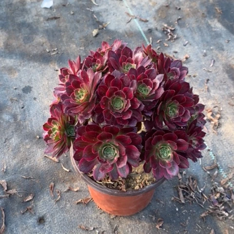 安娜17多肉植物法师