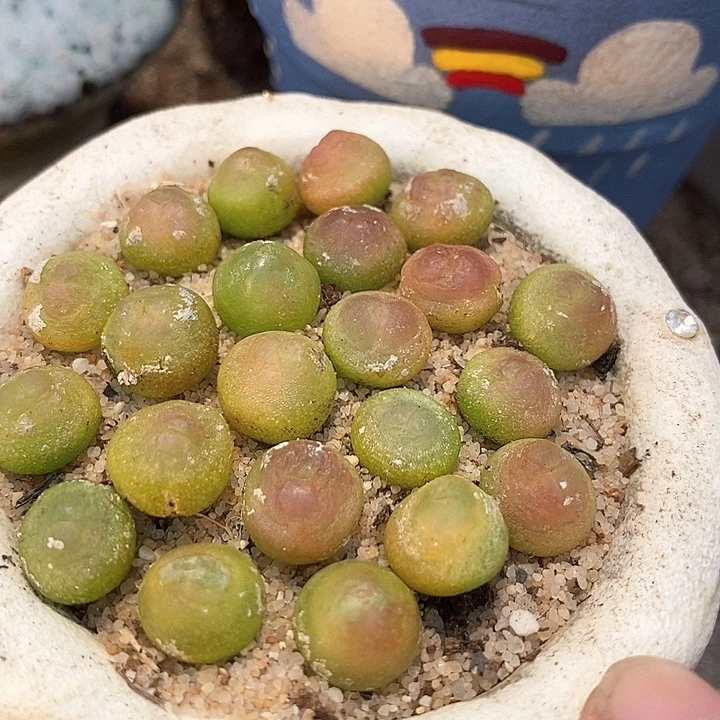 紫皮拉登一颗  0.8-1厘米    买2送1