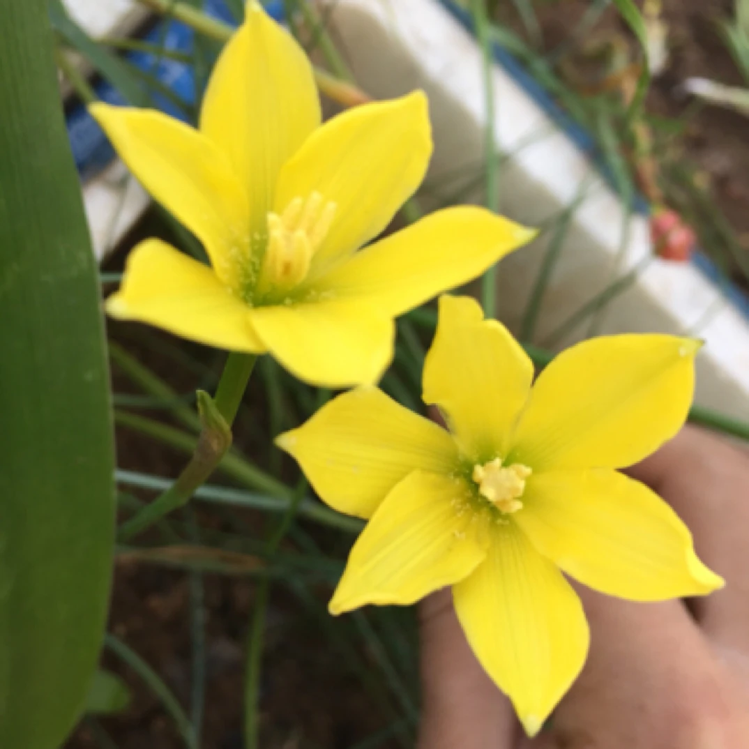 风雨兰荧光黄开花球 黄花阳台庭院 爆花品种