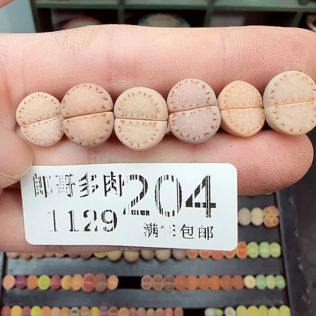 满满18包邮1129-204