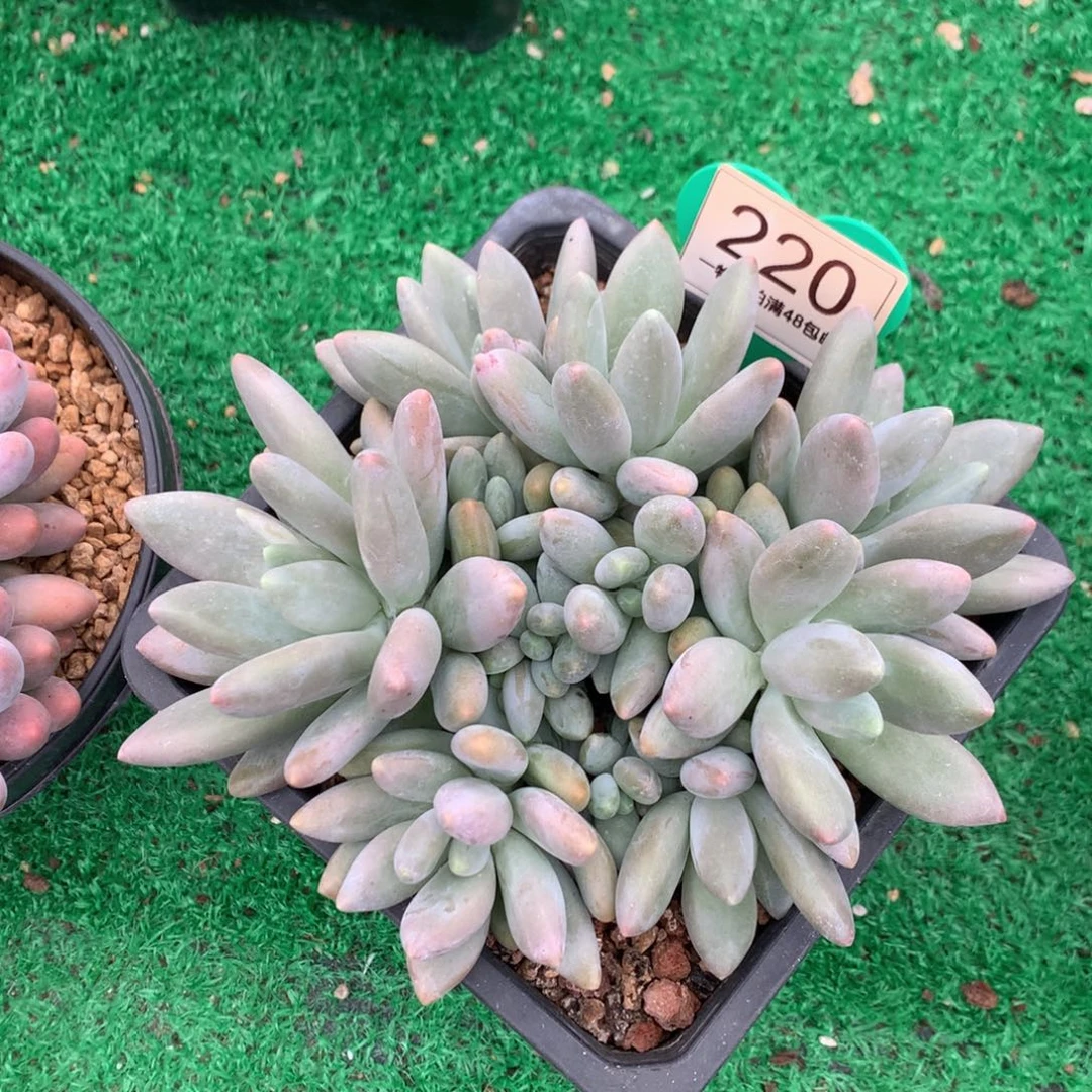 邓***涵白兰地无砍平头220