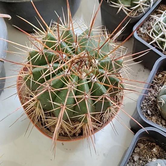 娟***娟仙人球长刺鹤云实生