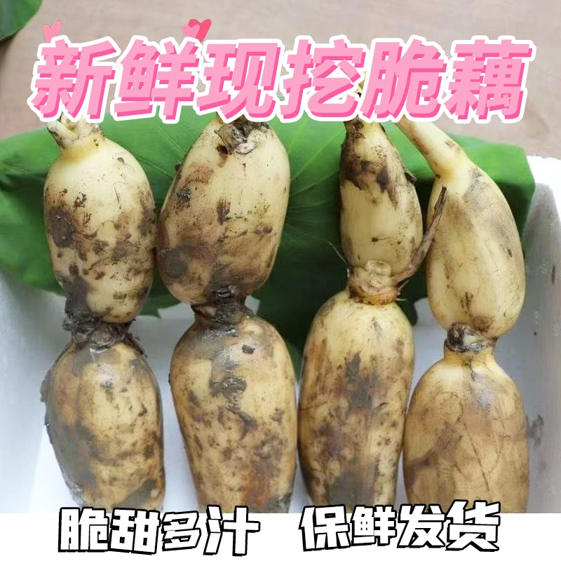 湖北新鲜现挖脆藕不漂白不催熟清炒凉拌专用泡沫箱加冰块保鲜发货