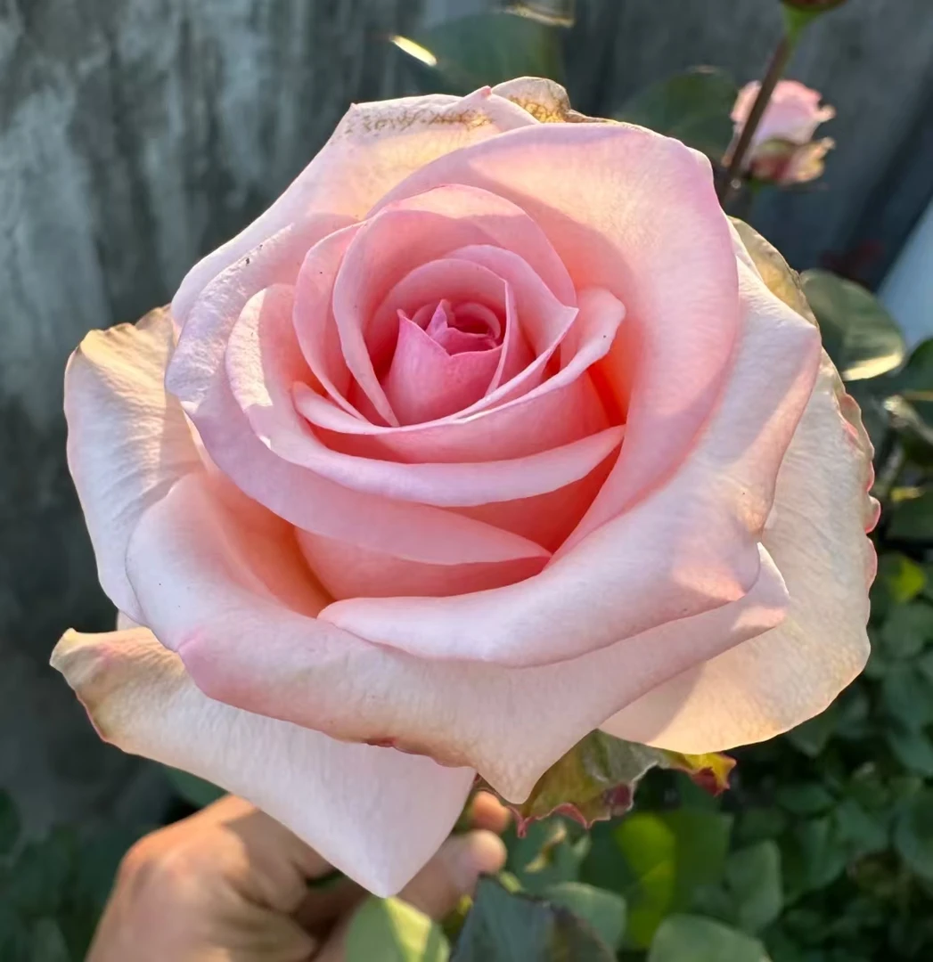 誓言大苗浓香月季