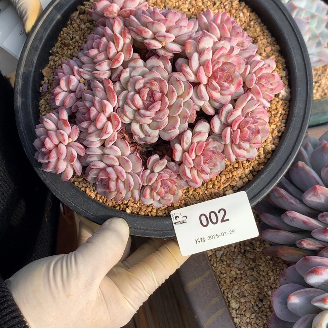 002多肉2222222222222