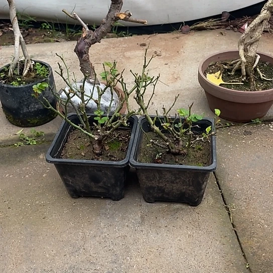 完全开放姬玫瑰原生