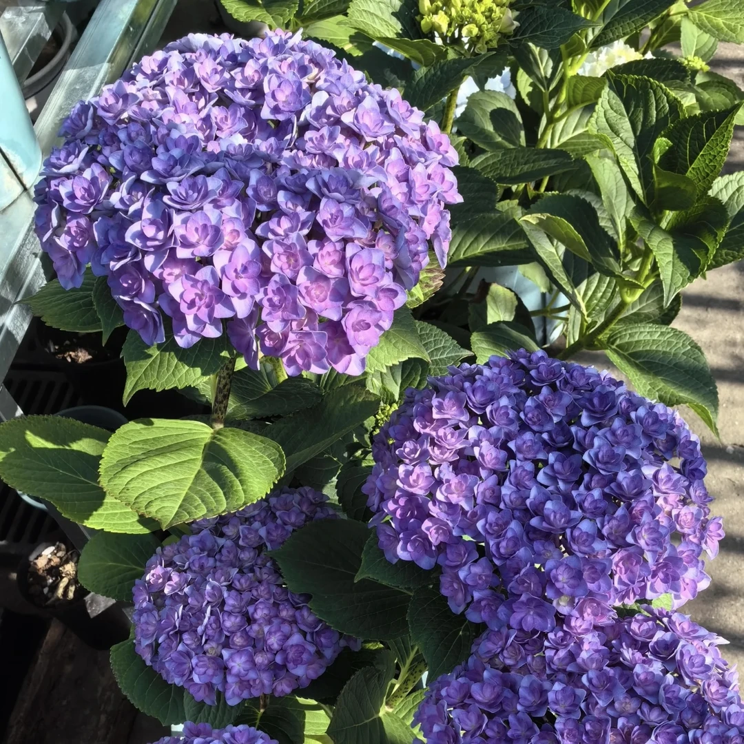 太阳神殿 绣球花庭院盆栽花卉阳台新手易养护喜水植物