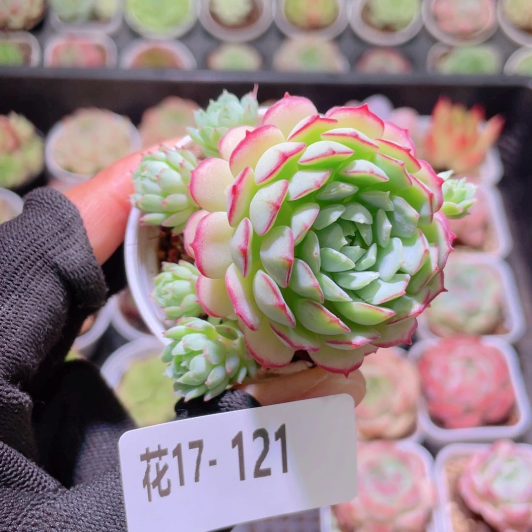 花利美17-121小红衣