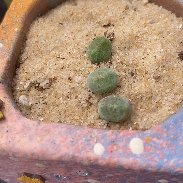 1043鬼脸绿豆糕一颗