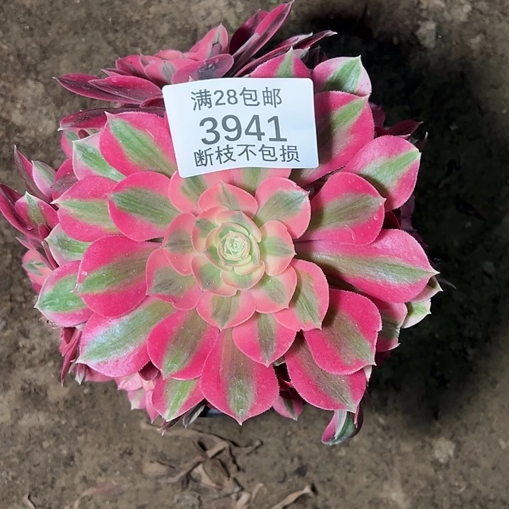 3941粉女巫多肉植物