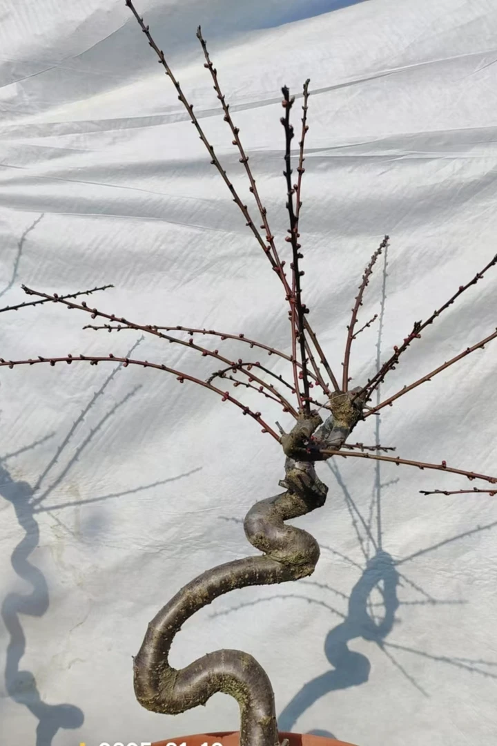 红梅造型盆景4公分左右高50-60公分庭院