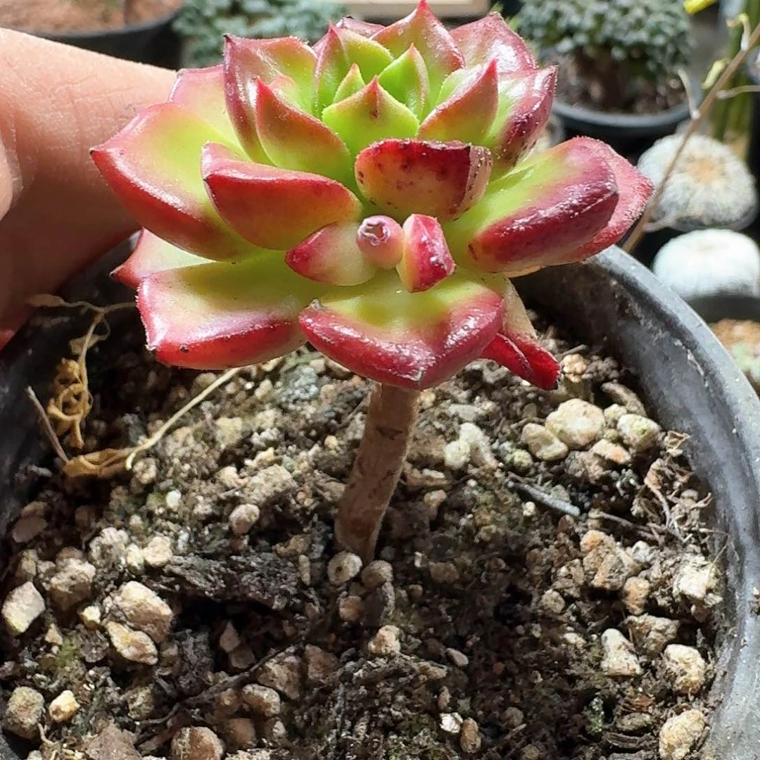 145蒂亚脱土发货