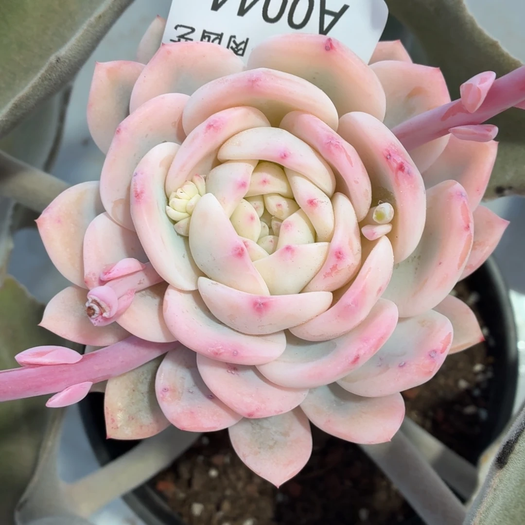 梦露锦刘六六A0044