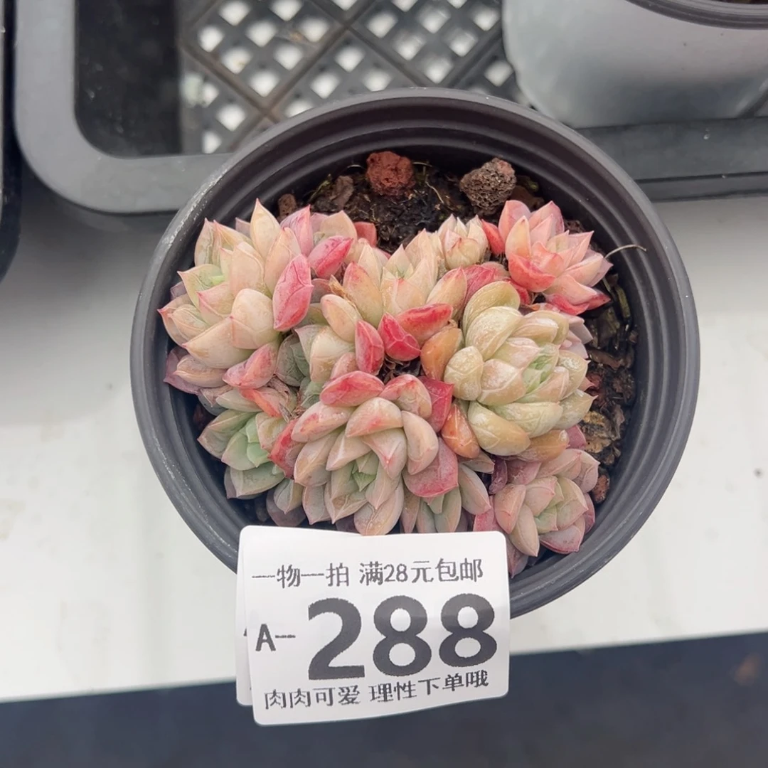 艾莎多肉多肉多肉多肉