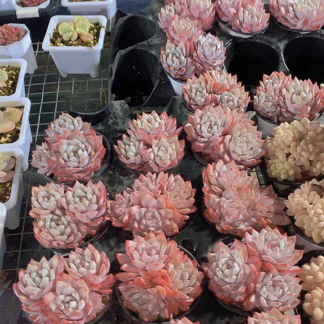 多头粉蓝鸟245678990000