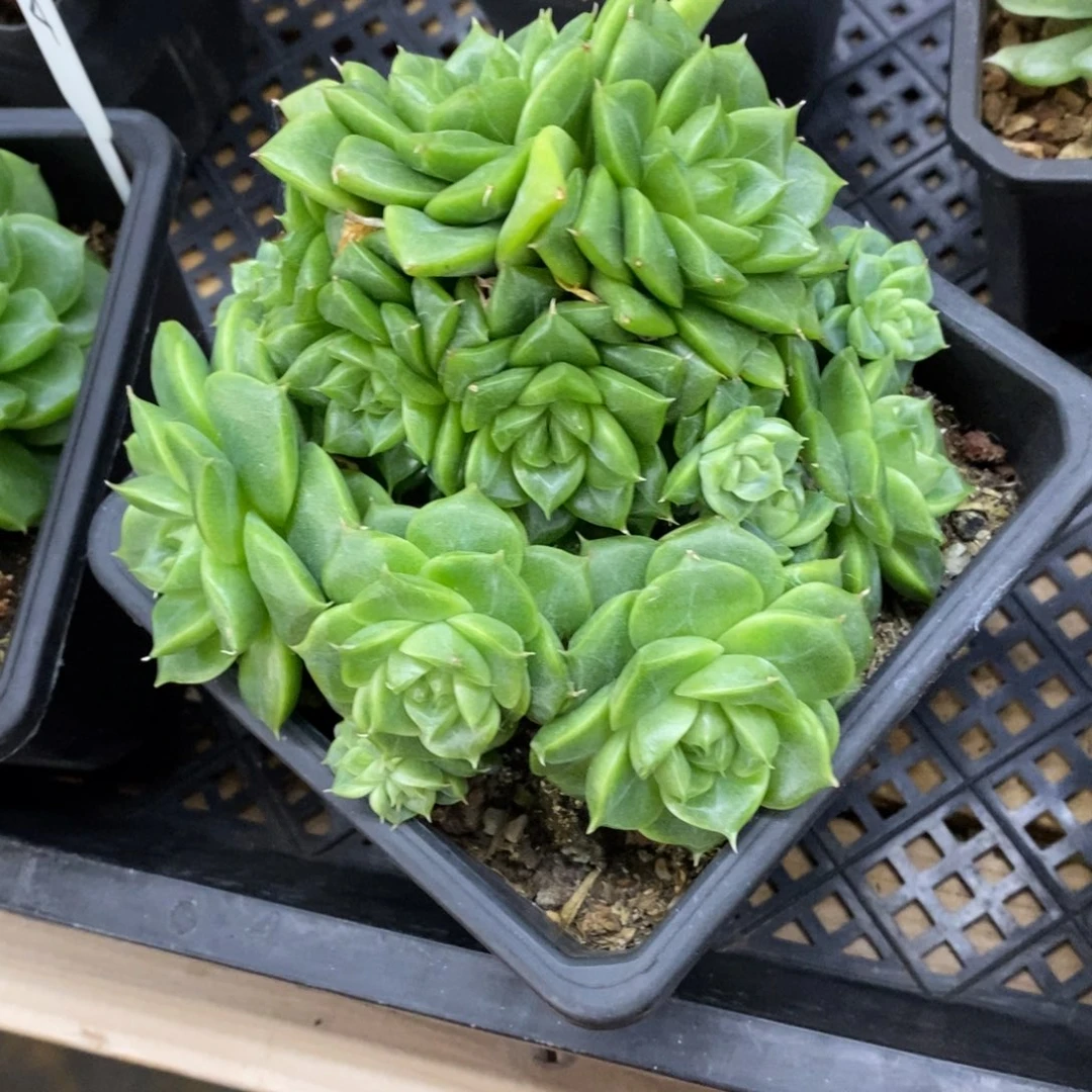 精品多肉一物一拍不包整201