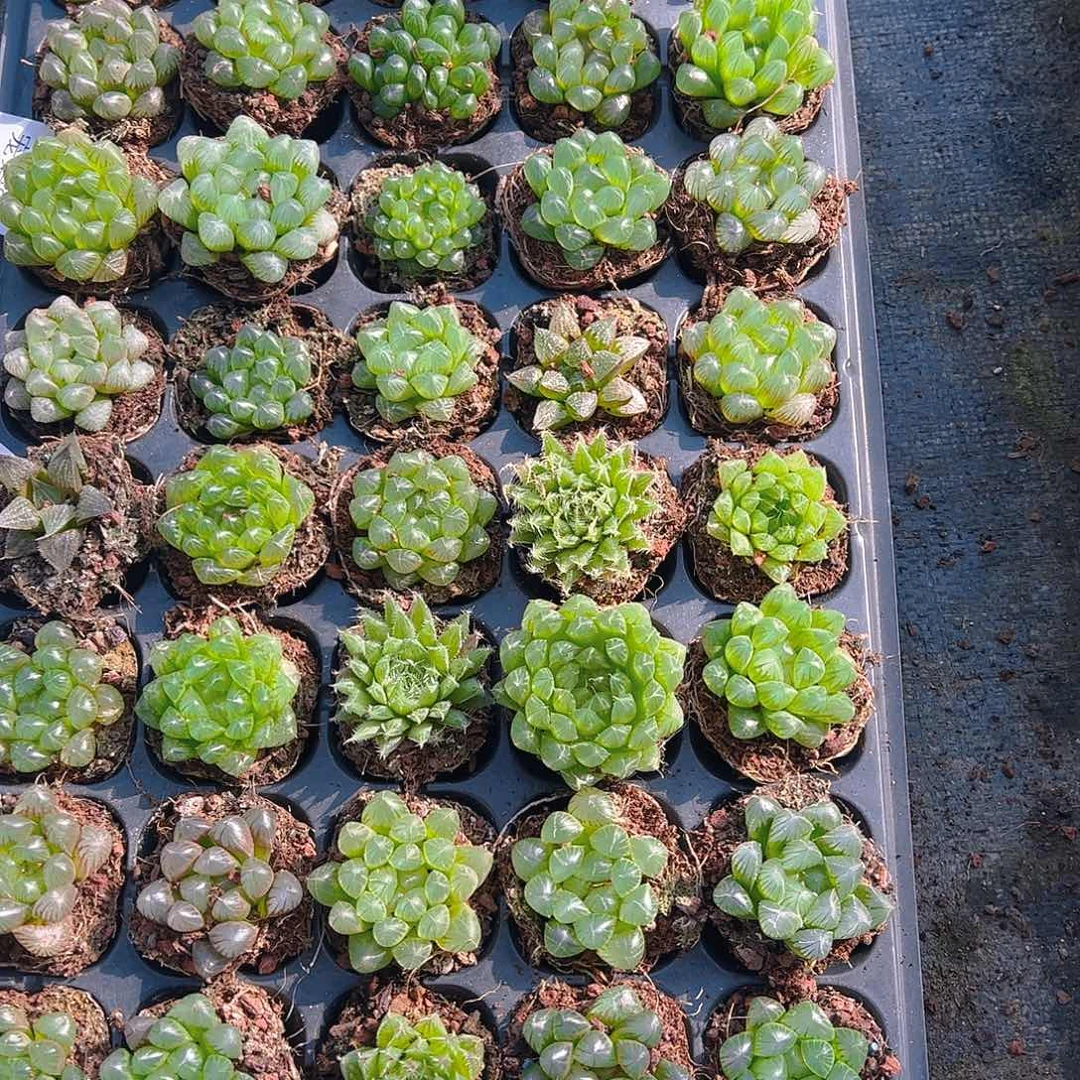 50孔玉露10颗不要草系量拍