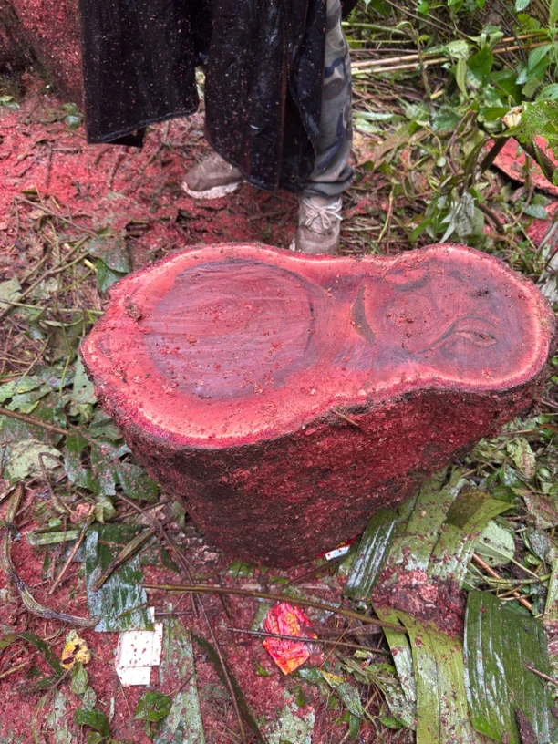 龙髓木缅甸龙血凤髓木龙