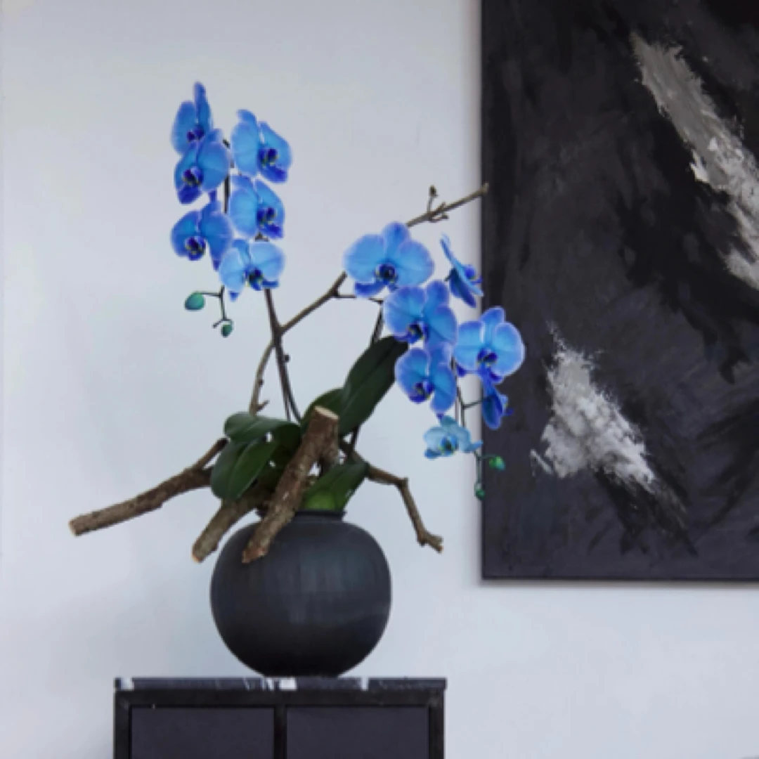 深蓝色-蝴蝶兰兰花特级盆栽绿植