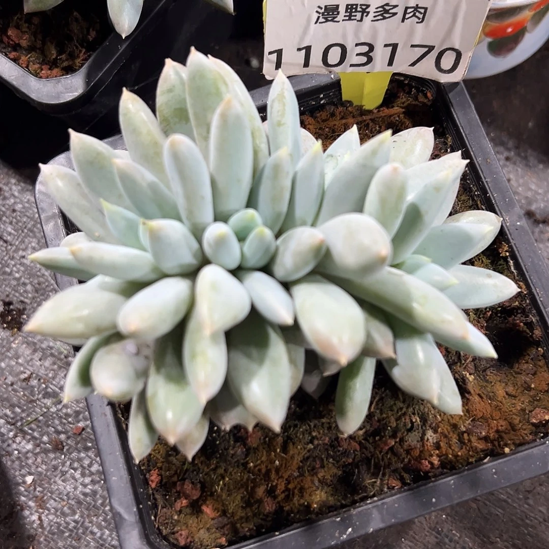 1103170 焦糖体哥特萝莉5头朵朵群