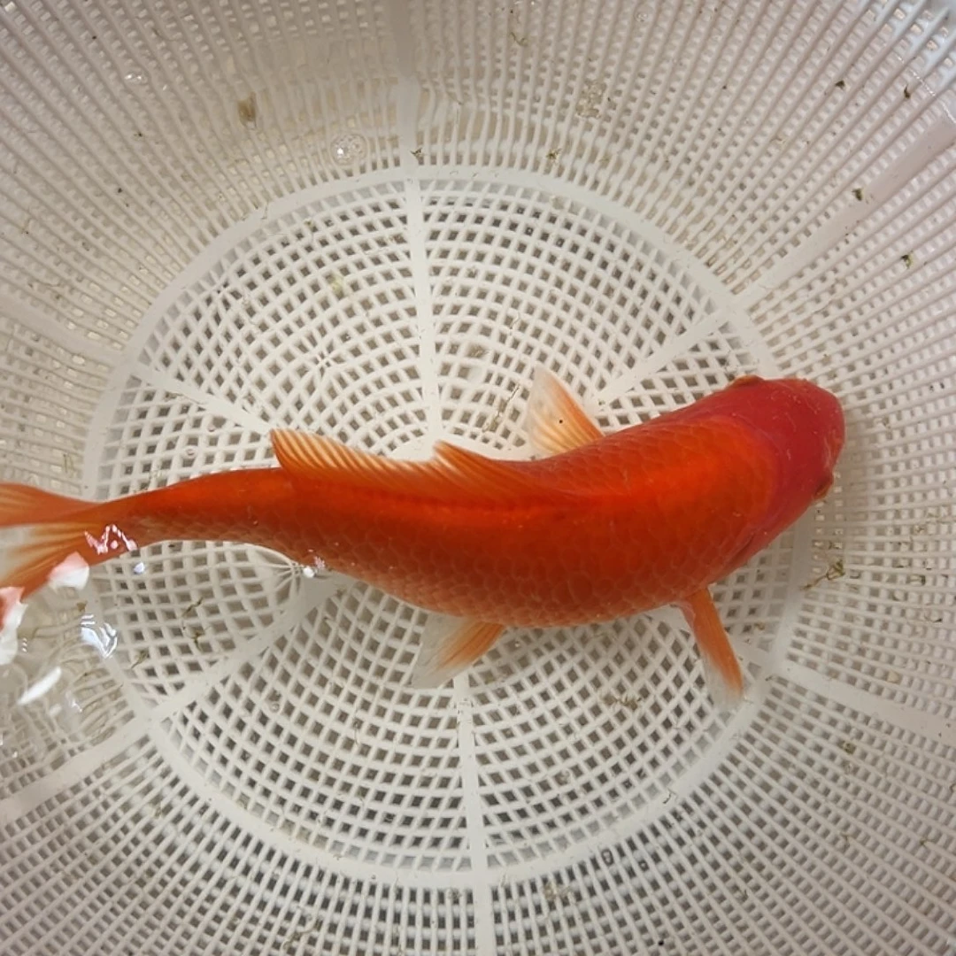 锦鲤血统锦鲤养殖