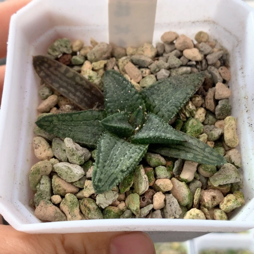【闪购商品】307银狼蛛