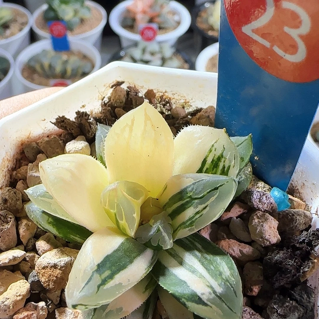 23号非组花水晶侧芽一物一拍带盆土