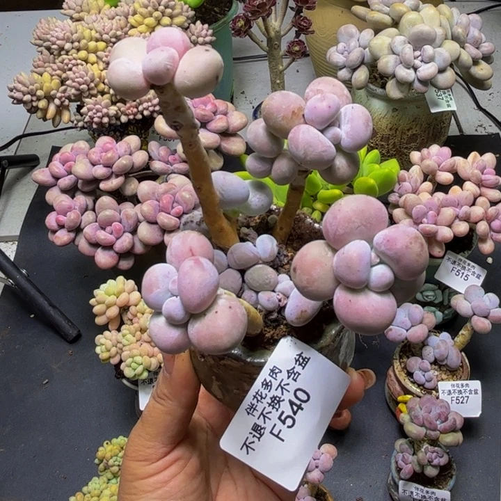 芭比奶酪540/8cm多肉