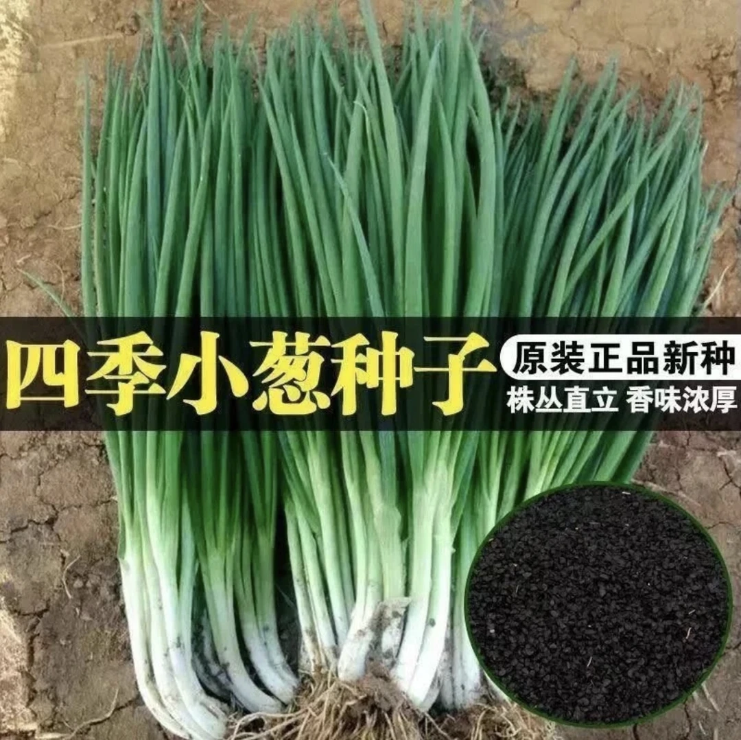 【四季小香葱种子】易种小葱阳台盆栽葱种植家庭蔬菜葱花种子菜种子