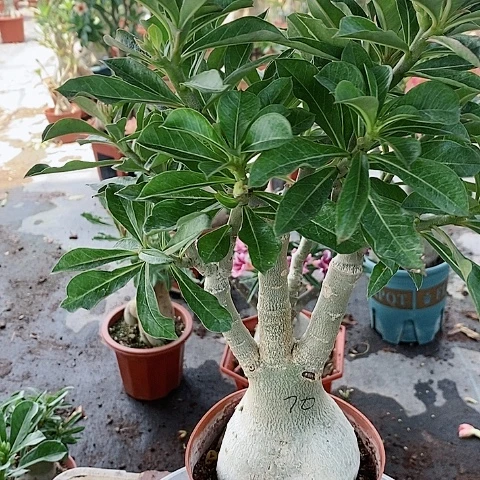 【闪购商品】无花朵霖**弟