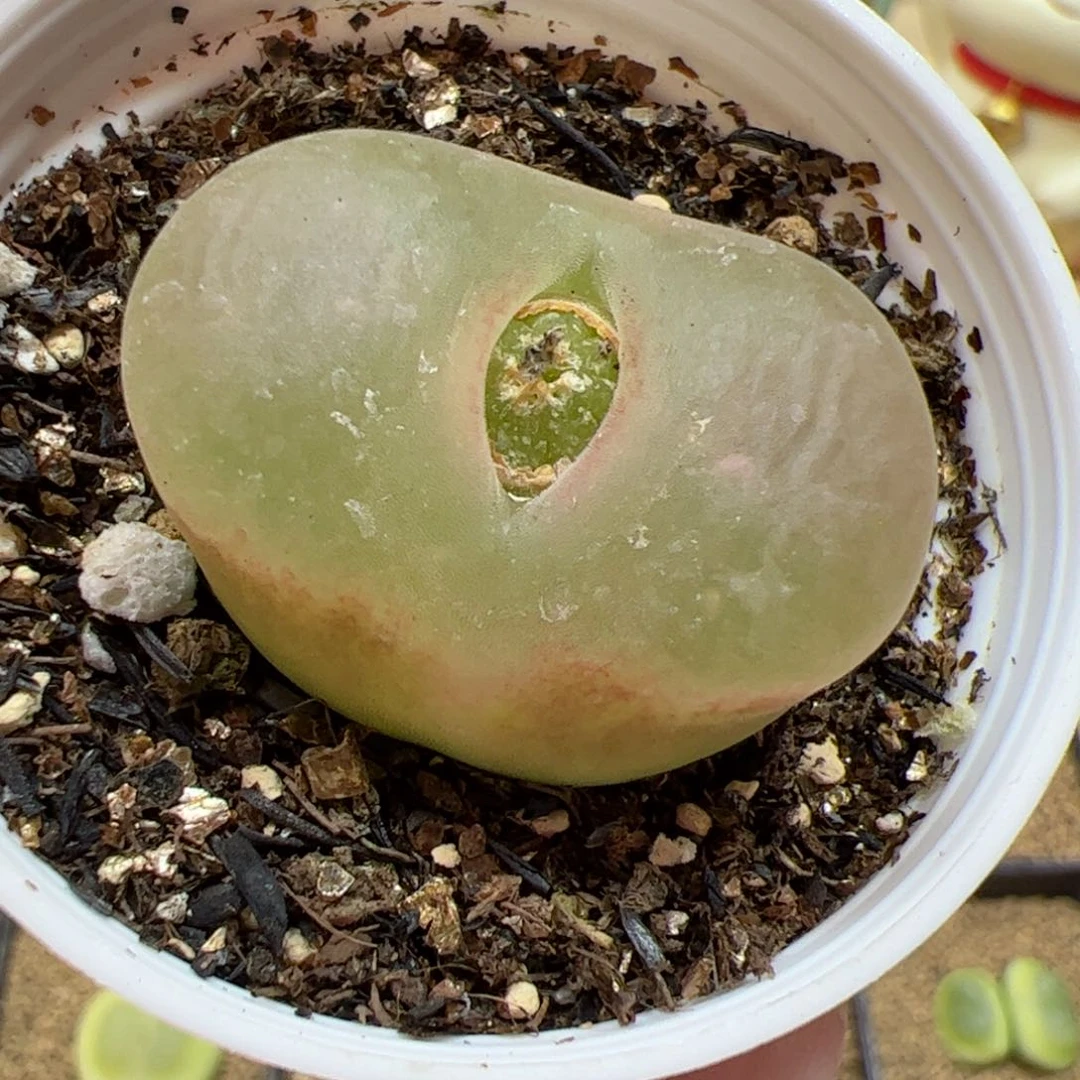 【闪购商品】27 带盆