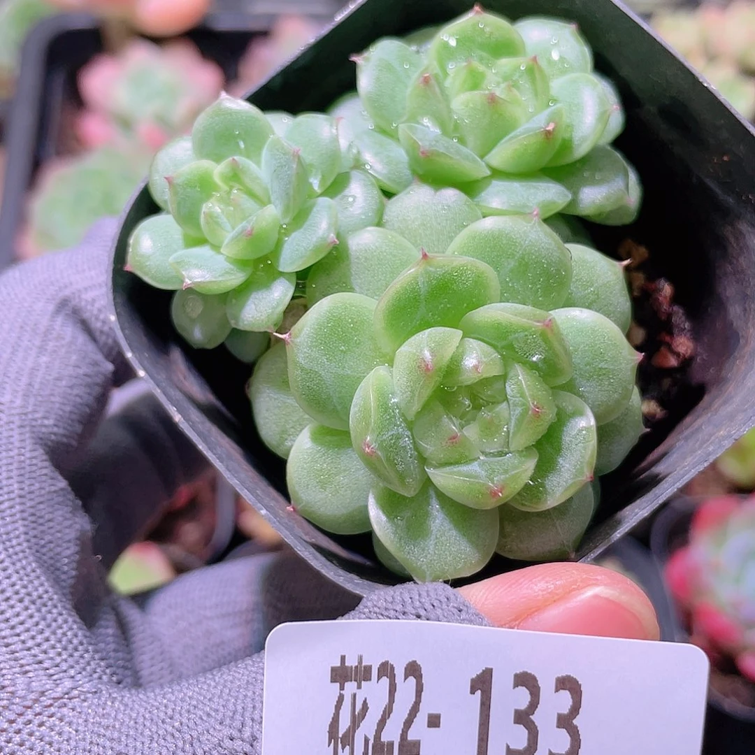 花利美22-133海王