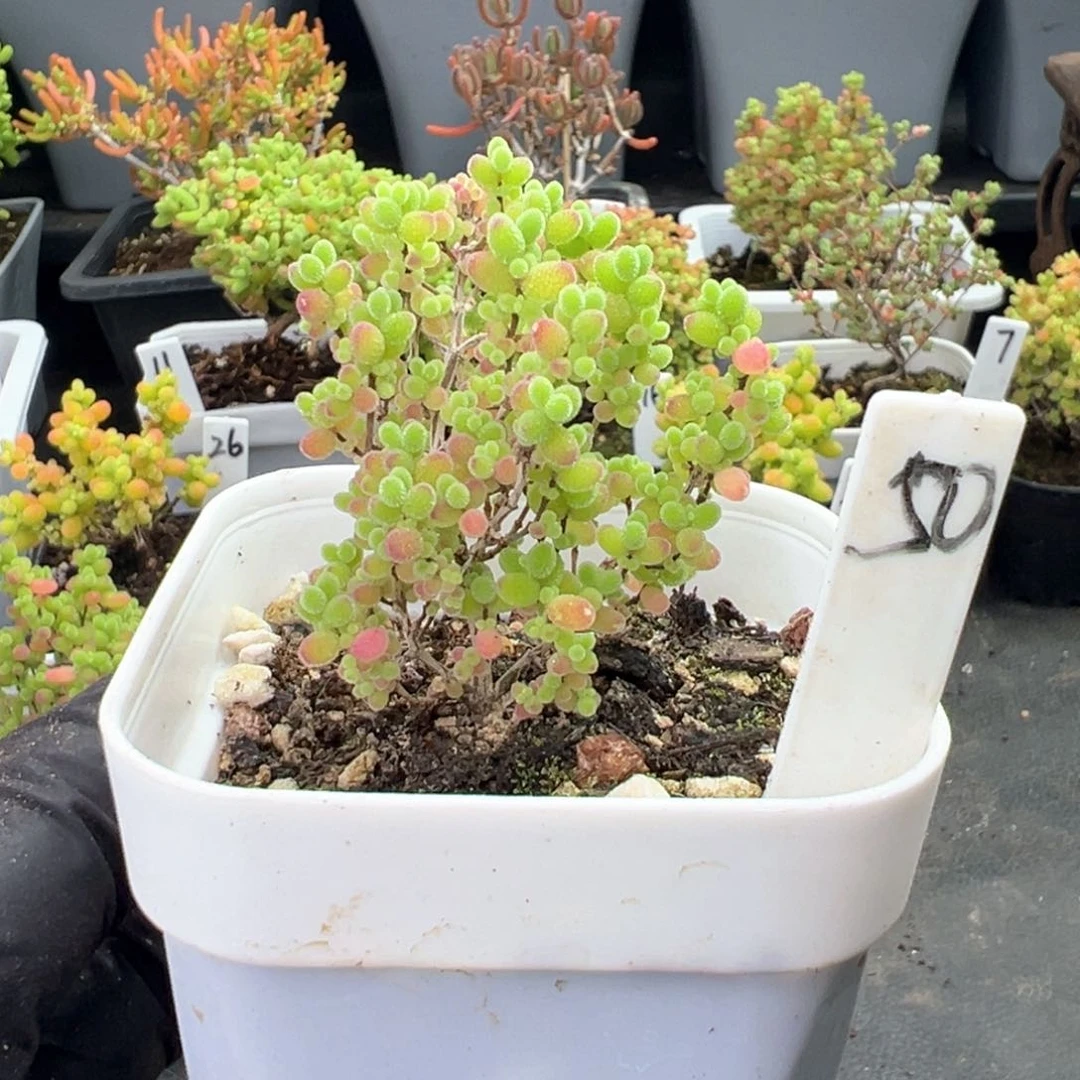 蜜橘糖球50号6.5厘米盆