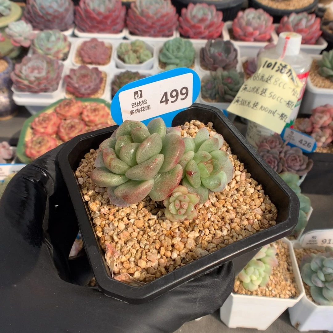 ****醇499 冰玉石化多肉