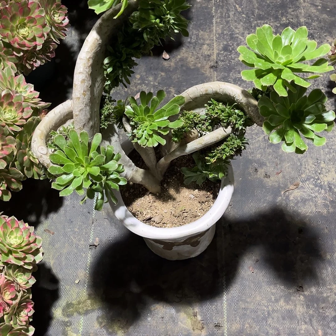 法师缀化多肉植物漂亮